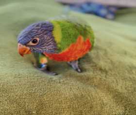 Lost Lory / Lorikeet