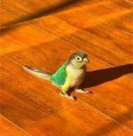 Lost Conure