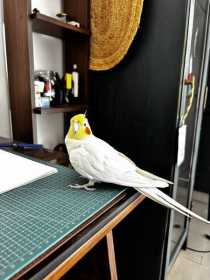 Lost Cockatiel