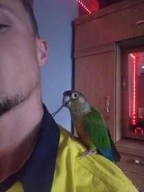 Lost Conure