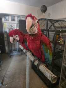 Lost Macaw