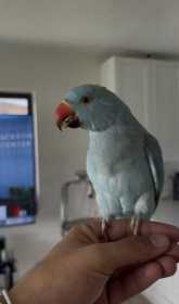 Lost Indian Ringneck Parakeet