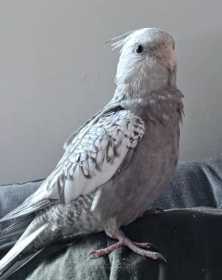 Lost Cockatiel