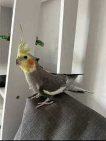 Lost Cockatiel