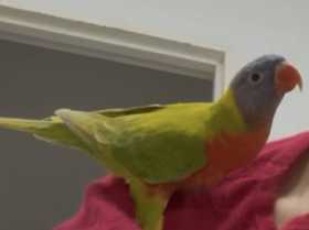 Lost Lory / Lorikeet