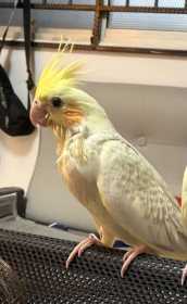 Lost Cockatiel