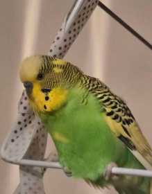Lost Budgerigar
