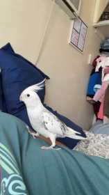 Lost Cockatiel