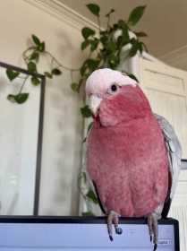 Lost Galah Cockatoo