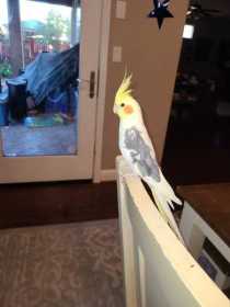 Lost Cockatiel
