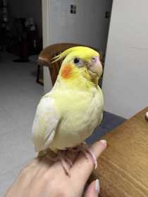 Lost Cockatiel