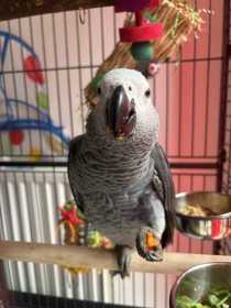 Lost African Grey