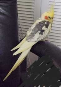 Lost Cockatiel