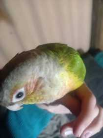 Lost Conure