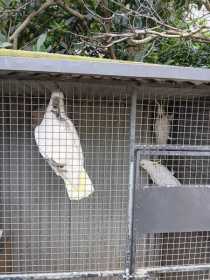 Lost Cockatoo