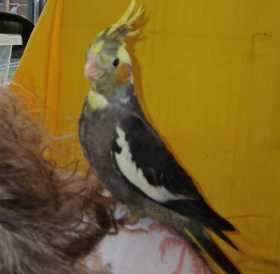 Lost Cockatiel