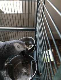 Lost African Grey