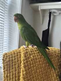 Lost Conure