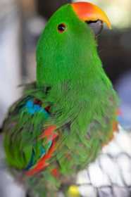 Lost Eclectus