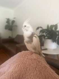 Lost Cockatiel