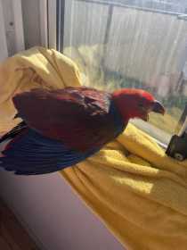 Lost Eclectus
