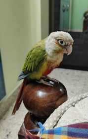 Lost Conure