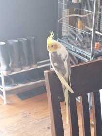 Lost Cockatiel