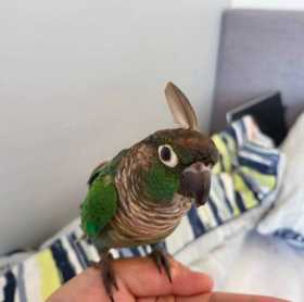 Lost Conure