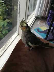 Lost Cockatiel