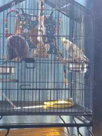 Lost Cockatiel