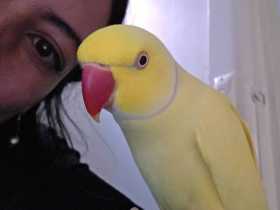 Lost Indian Ringneck Parakeet