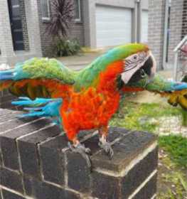 Lost Macaw