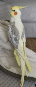 Lost Cockatiel