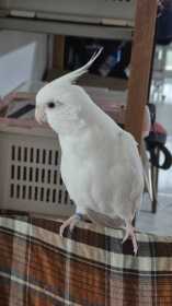Lost Cockatiel