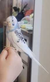 Lost Parakeet
