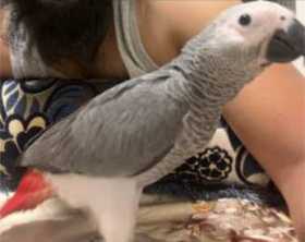 Lost African Grey