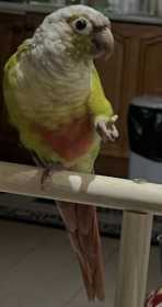 Lost Conure