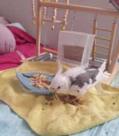Lost Cockatiel