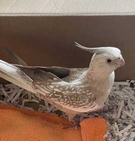 Lost Cockatiel