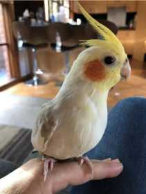 Lost Cockatiel