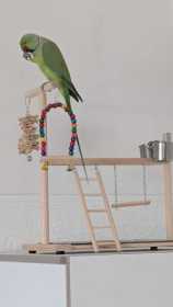 Lost Indian Ringneck Parakeet