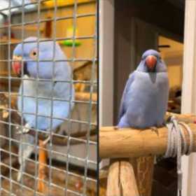 Lost Indian Ringneck Parakeet