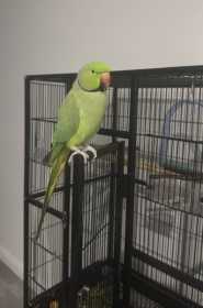 Lost Indian Ringneck Parakeet
