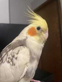 Lost Cockatiel