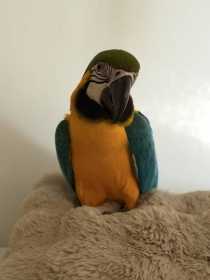 Lost Macaw