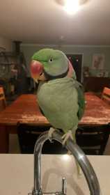 Lost Alexandrine
