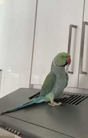 Lost Indian Ringneck Parakeet