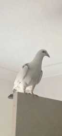 Lost Pigeon