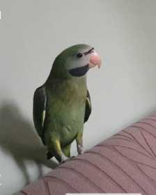 Lost Mustached / Moustached Parakeet