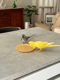 Lost Indian Ringneck Parakeet